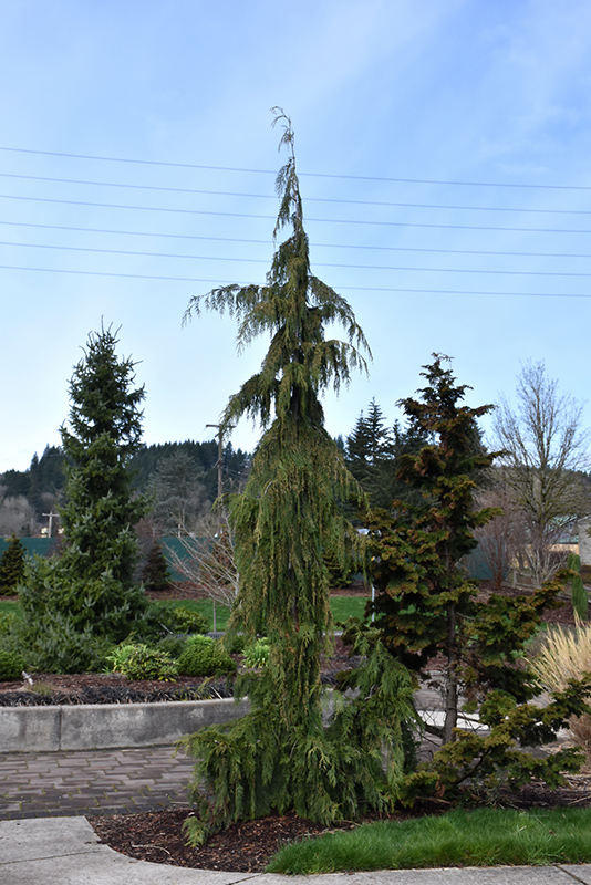 Weeping Nootka Cypress (Chamaecyparis nootkatensis 'Pendula') at TLC Garden Centers