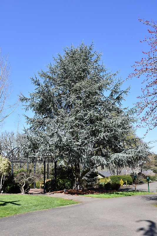 Blue Atlas Cedar (Cedrus atlantica 'Glauca') at TLC Garden Centers