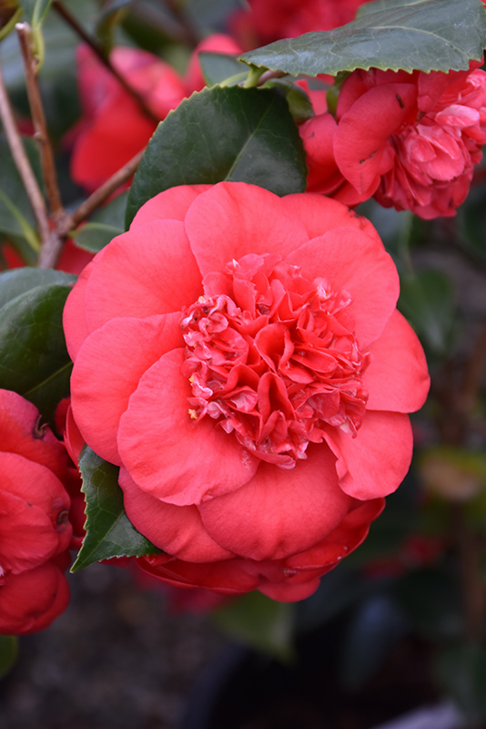 April Tryst Camellia (Camellia japonica 'April Tryst') at TLC Garden Centers