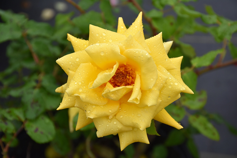 Royal Gold Rose (Rosa 'Royal Gold') at TLC Garden Centers