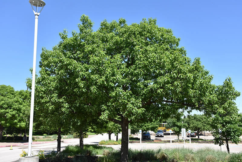Chinkapin Oak (Quercus muehlenbergii) at TLC Garden Centers