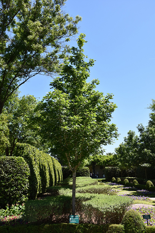 Caddo Sugar Maple (Acer saccharum 'Caddo') at TLC Garden Centers