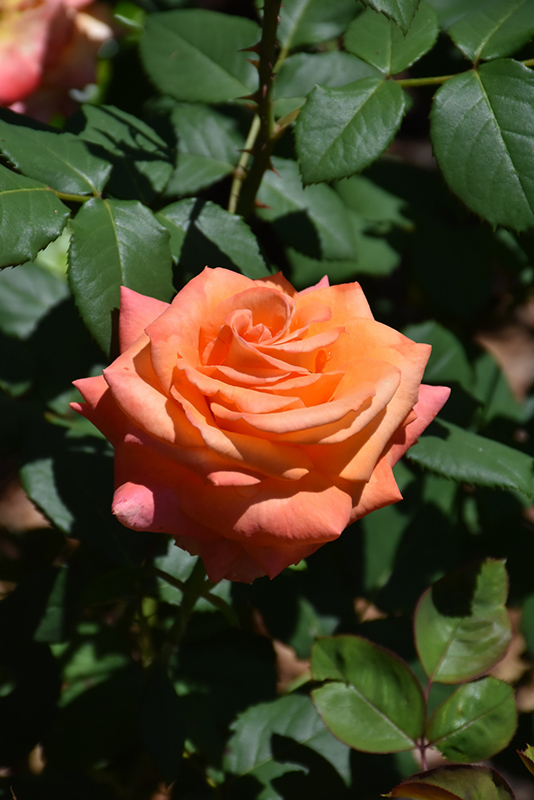 Over The Moon Rose (Rosa 'ORAcleon') at TLC Garden Centers
