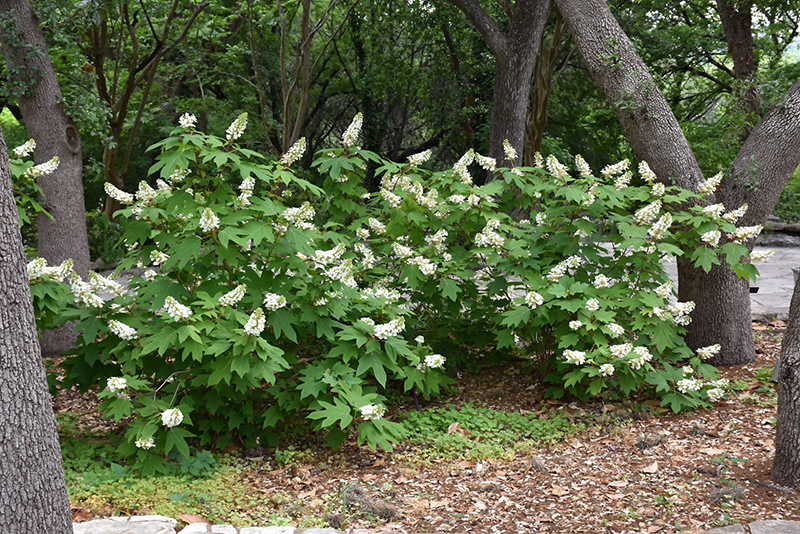 Oakleaf Hydrangea (Hydrangea quercifolia) at TLC Garden Centers