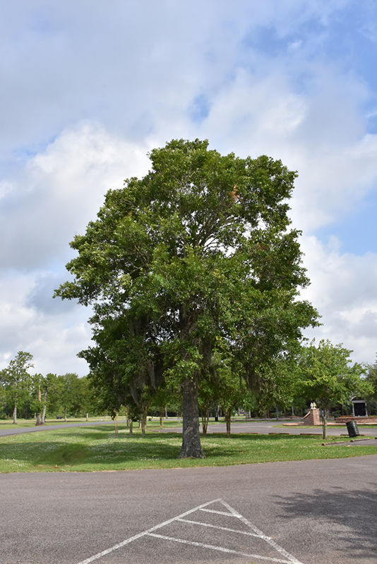 Southern Live Oak (Quercus virginiana) at TLC Garden Centers