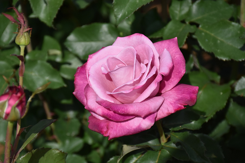 Fragrant Plum Rose (Rosa 'Fragrant Plum') at TLC Garden Centers