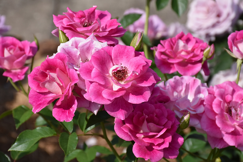 Brilliant Pink Iceberg Rose (Rosa 'Brilliant Pink Iceberg') at TLC Garden Centers
