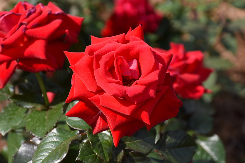 Drop Dead Red Rose (Rosa 'Drop Dead Red') at TLC Garden Centers