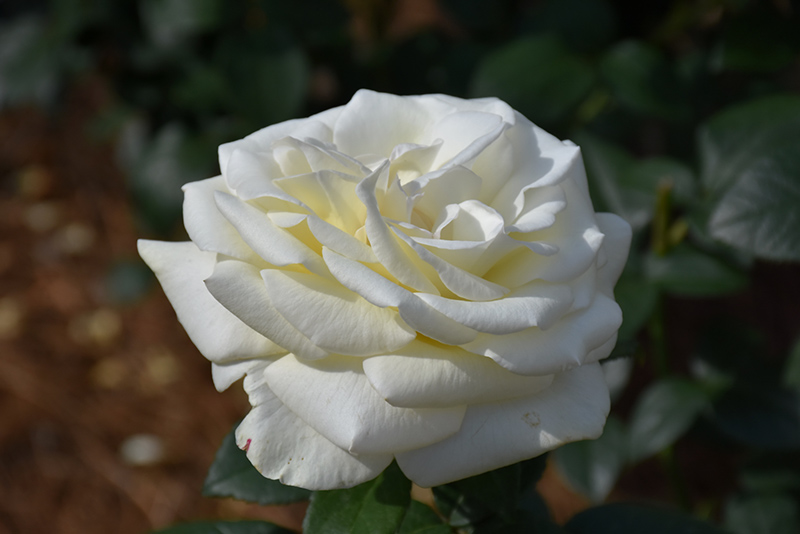 Sugar Moon Rose (Rosa 'WEKmemolo') at TLC Garden Centers