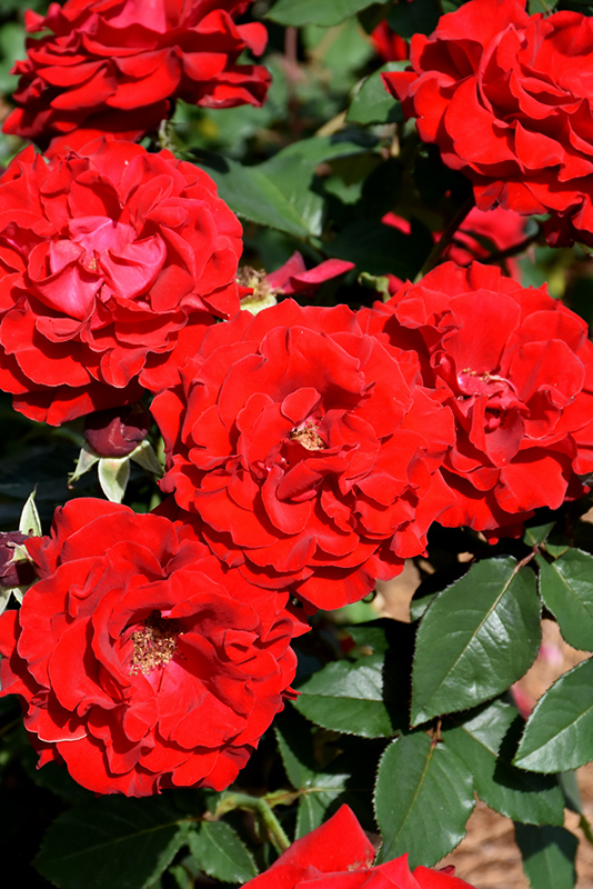 Oh My! Rose (Rosa 'WEKcisfribo') at TLC Garden Centers