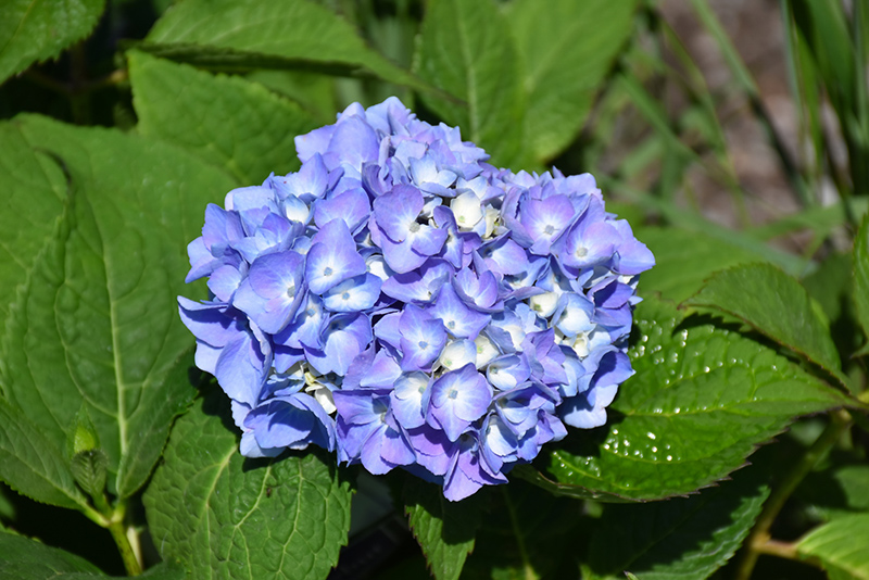 Nantucket Blue Hydrangea (Hydrangea macrophylla 'Grenan') at TLC Garden Centers