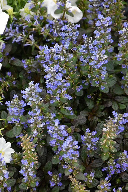 Chocolate Chip Bugleweed (Ajuga reptans 'Chocolate Chip') at TLC Garden Centers