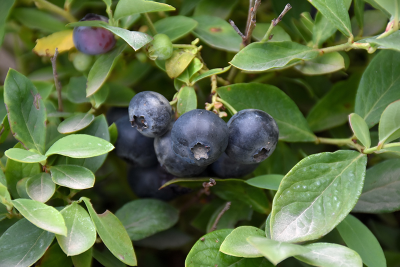 Bountiful Blue Blueberry (Vaccinium corymbosum 'FLX-2') at TLC Garden Centers