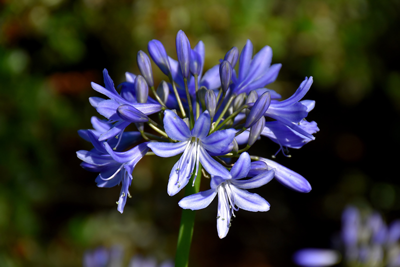 Midnight Blue Agapanthus (Agapanthus 'Midnight Blue') at TLC Garden Centers