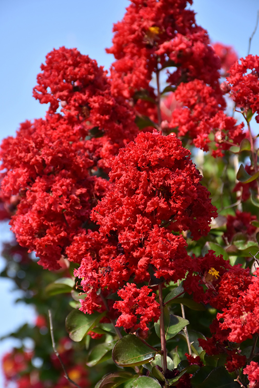 Dynamite Crapemyrtle (Lagerstroemia indica 'Whit II') at TLC Garden Centers