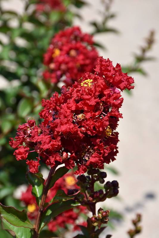 Enduring Summer Red Crapemyrtle (Lagerstroemia 'PIILAG B5') at TLC Garden Centers
