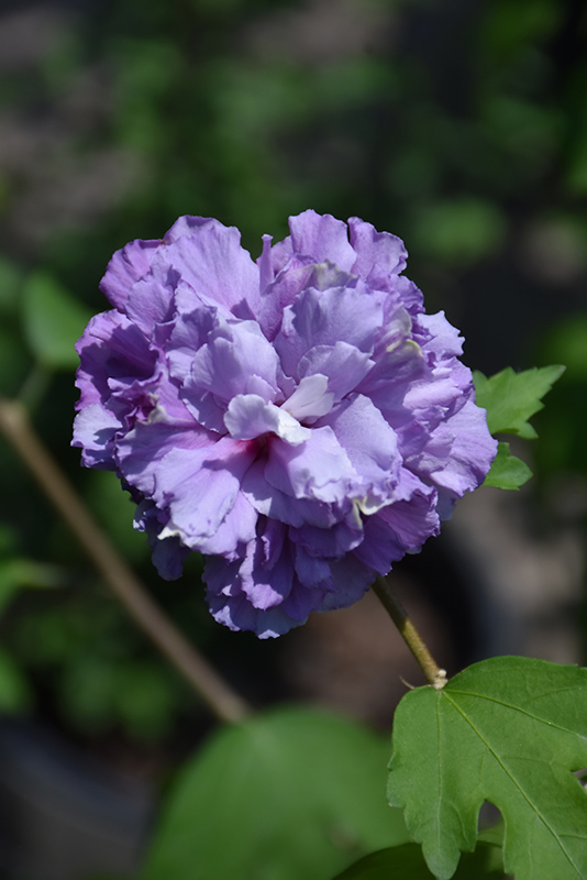 Blueberry Smoothie Rose of Sharon (Hibiscus syriacus 'DS01BS') at TLC Garden Centers