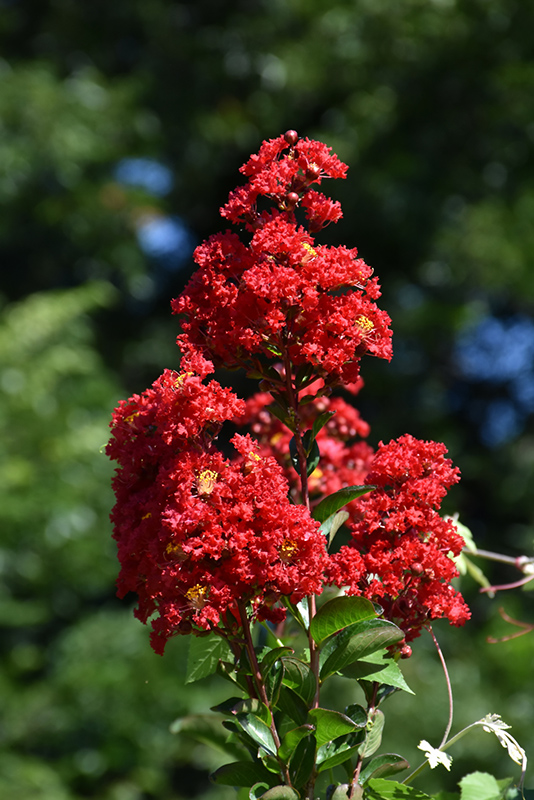Red Rocket Crapemyrtle (Lagerstroemia indica 'Whit IV') at TLC Garden Centers