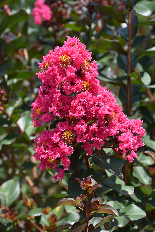 Pink Velour Crapemyrtle (Lagerstroemia indica 'Whit III') at TLC Garden Centers