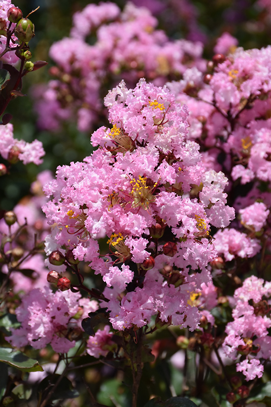 Rhapsody In Pink Crapemyrtle (Lagerstroemia indica 'Whit VIII') at TLC Garden Centers