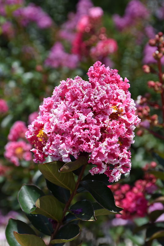 Raspberry Sundae Crapemyrtle (Lagerstroemia indica 'Whit I') at TLC Garden Centers