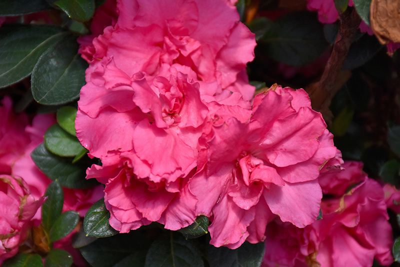 Bloom-A-Thon Pink Double Azalea (Rhododendron 'RLH1-2P8') at TLC Garden Centers