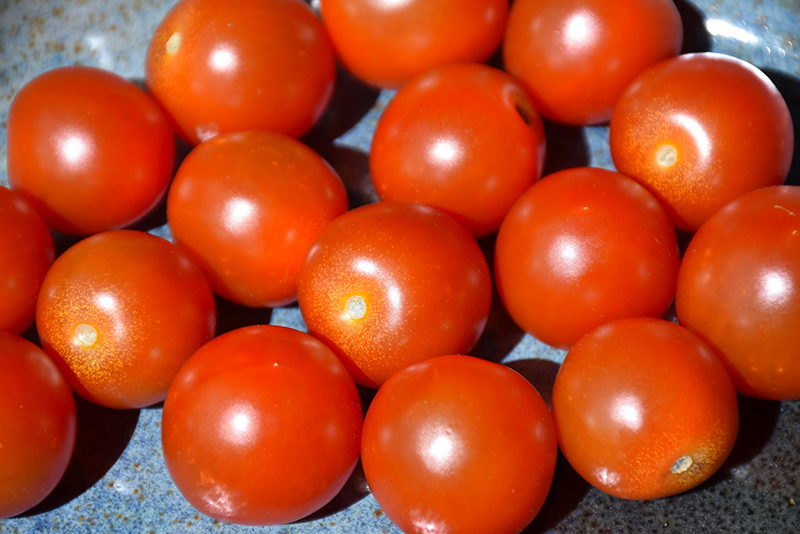 Sweet 100 Tomato (Solanum lycopersicum 'Sweet 100') at TLC Garden Centers