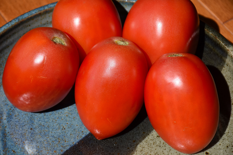Italian Tomato (Solanum lycopersicum 'Italian') at TLC Garden Centers