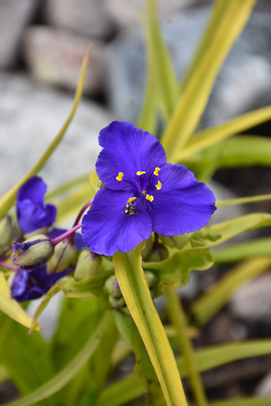 Sweet Kate Spiderwort (Tradescantia x andersoniana 'Sweet Kate') at TLC Garden Centers