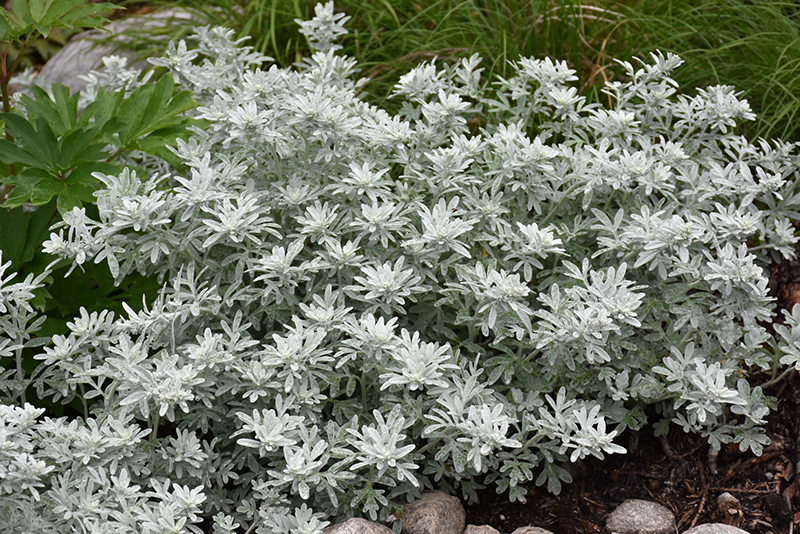 Silver Brocade Artemesia (Artemisia stelleriana 'Silver Brocade') at TLC Garden Centers