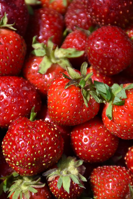Quinault Strawberry (Fragaria 'Quinault') at TLC Garden Centers
