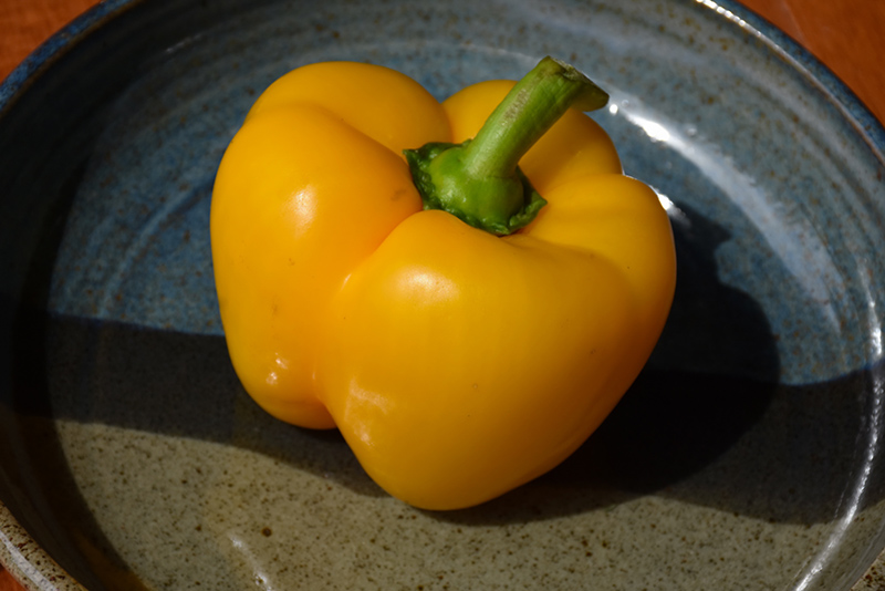 Golden California Sweet Pepper (Capsicum annuum 'Golden California') at TLC Garden Centers