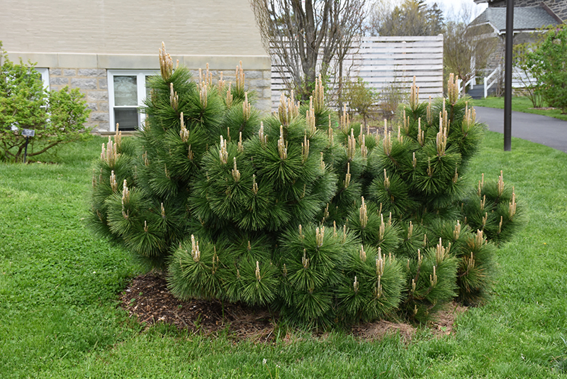 Thunderhead Japanese Black Pine (Pinus thunbergii 'Thunderhead') at TLC Garden Centers