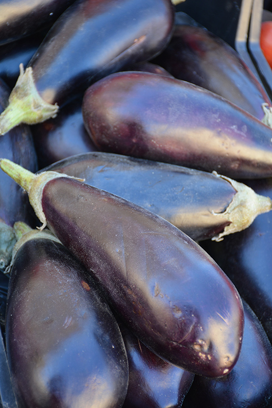 Black Beauty Eggplant (Solanum melongena 'Black Beauty') at TLC Garden Centers
