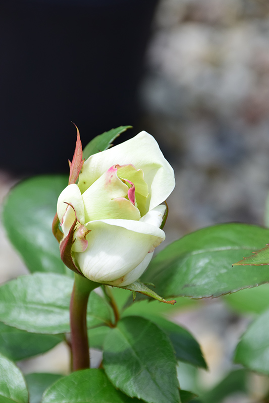 Sugar Moon Rose (Rosa 'WEKmemolo') at TLC Garden Centers