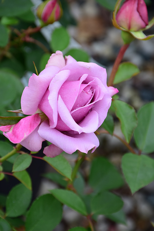Love Song Rose (Rosa 'WEKstameda') at TLC Garden Centers