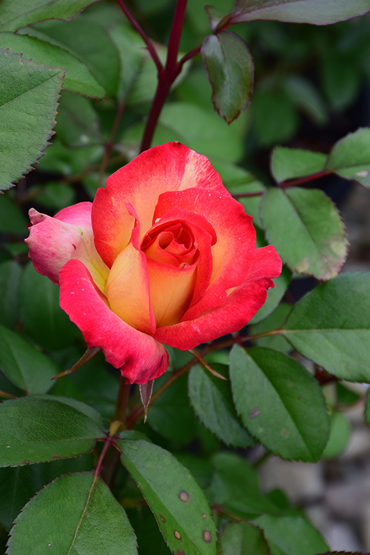 Rainbow Sorbet Rose (Rosa 'Rainbow Sorbet') at TLC Garden Centers