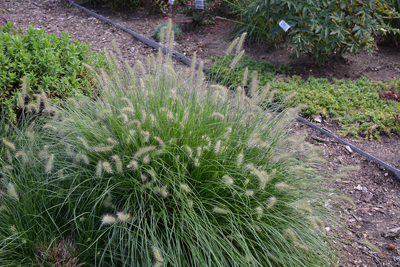 Little Bunny Dwarf Fountain Grass (Pennisetum alopecuroides 'Little Bunny') at TLC Garden Centers