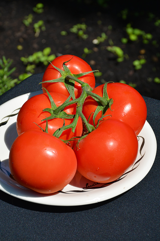 Fourth of July Tomato (Solanum lycopersicum 'Fourth of July') at TLC Garden Centers