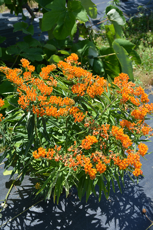 Butterfly Weed (Asclepias tuberosa) at TLC Garden Centers