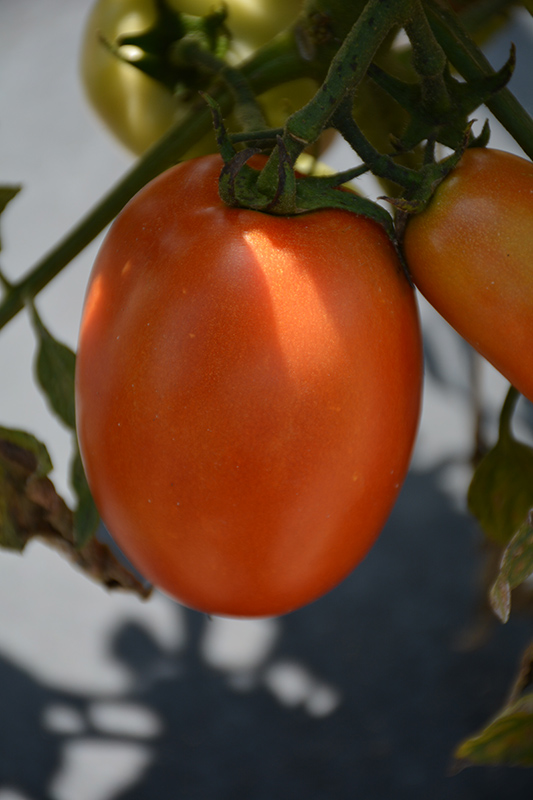 Plum Regal Tomato (Solanum lycopersicum 'Plum Regal') at TLC Garden Centers