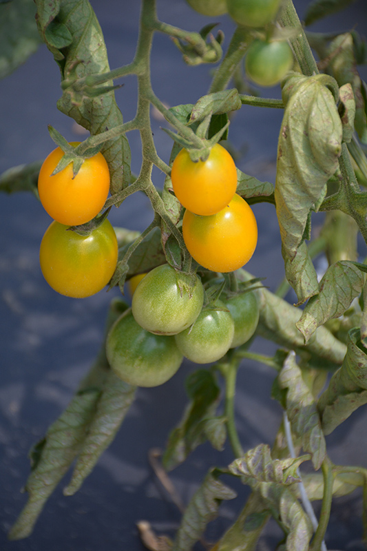 Yellow Grape Tomato (Solanum lycopersicum 'Yellow Grape') at TLC Garden Centers