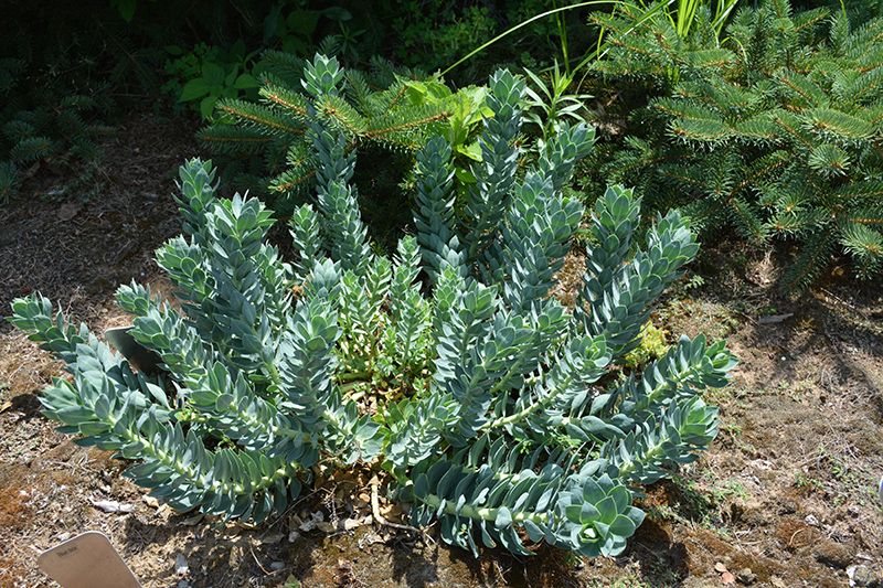 Donkey-Tail Spurge (Euphorbia myrsinites) at TLC Garden Centers