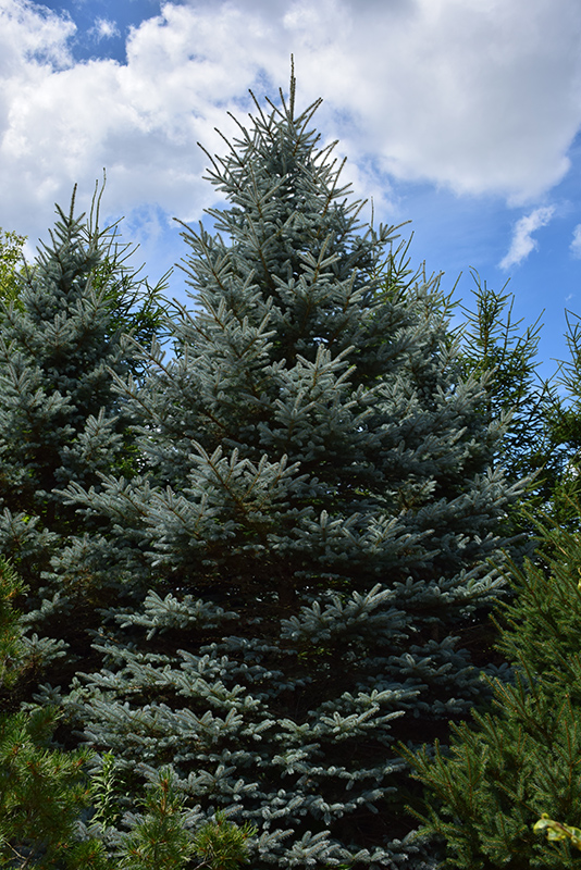 Baby Blue Eyes Spruce (Picea pungens 'Baby Blue Eyes') at TLC Garden Centers