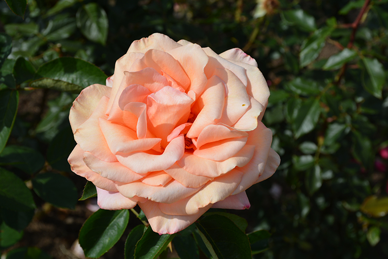 Sunset Celebration Rose (Rosa 'Sunset Celebration') at TLC Garden Centers