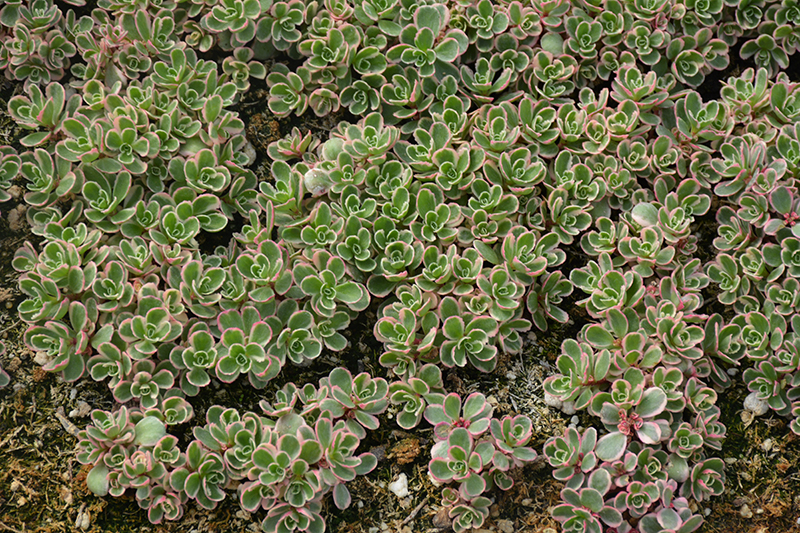 Tricolor Stonecrop (Sedum spurium 'Tricolor') at TLC Garden Centers