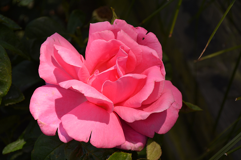 Perfume Delight Rose (Rosa 'Perfume Delight') at TLC Garden Centers
