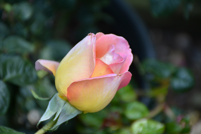 Peace Rose (Rosa 'Peace') at TLC Garden Centers