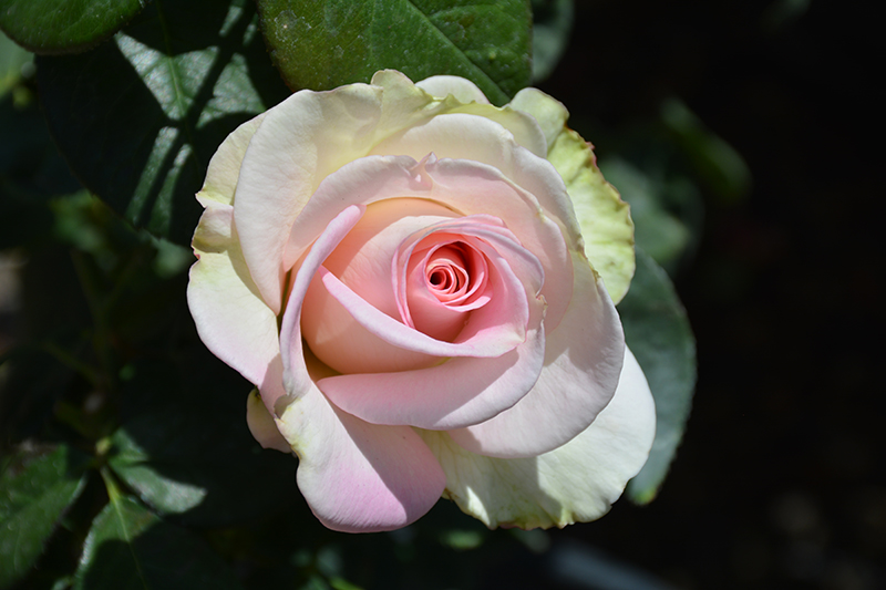 Falling In Love Rose (Rosa 'WEKmoomar') at TLC Garden Centers