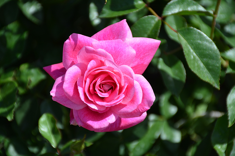Brilliant Pink Iceberg Rose (Rosa 'Brilliant Pink Iceberg') at TLC Garden Centers